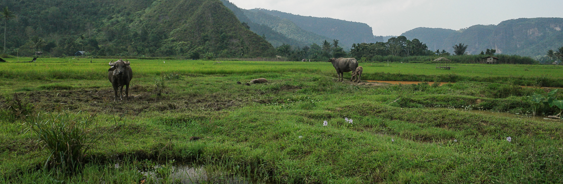 harau-sumatra barat (14)